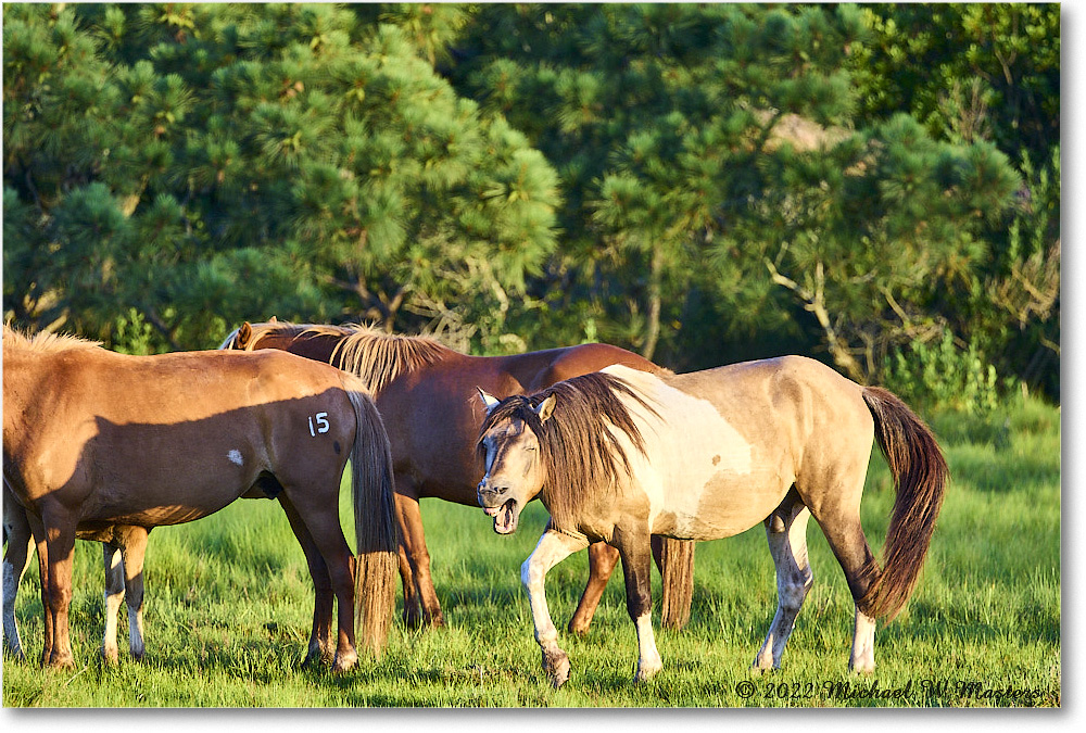 Pony_ChincoNWR_2022Jun_R5A07653 copy