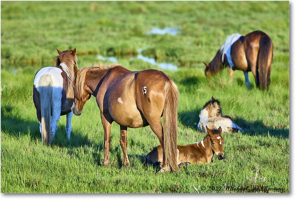 Pony_ChincoNWR_2022Jun_R5A07702 copy