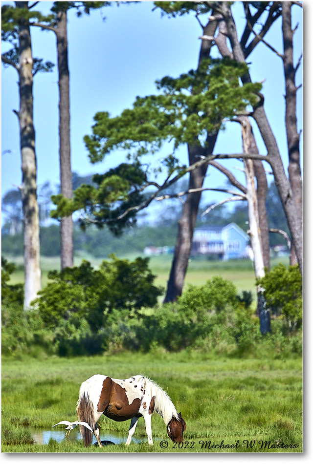 Pony_ChincoNWR_2022Jun_R5A07861 copy