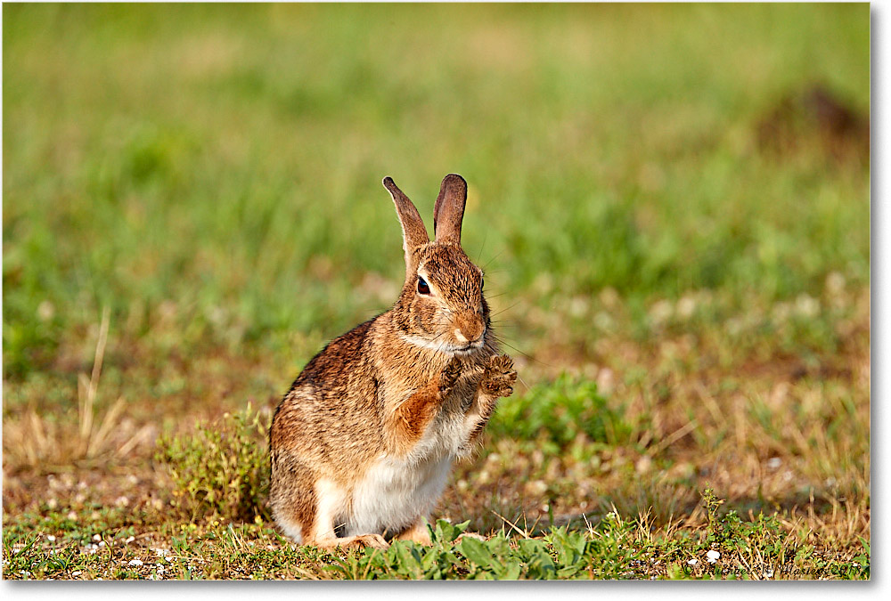 Rabbit_Assateauge_2018Jun_3DXA1272 copy