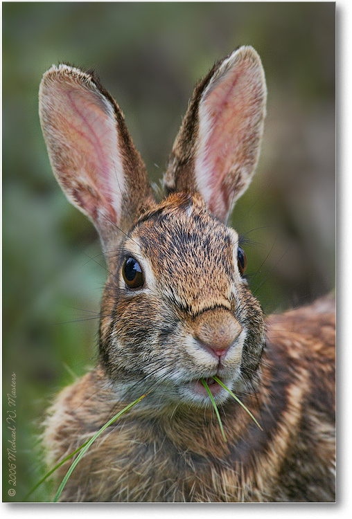 Rabbit_ChincoNWR_2006May_1D2_E0K9034 (BGblur)
