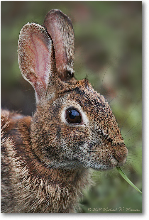 Rabbit_ChincoNWR_2006May_1D2_E0K9043 (BGblur)