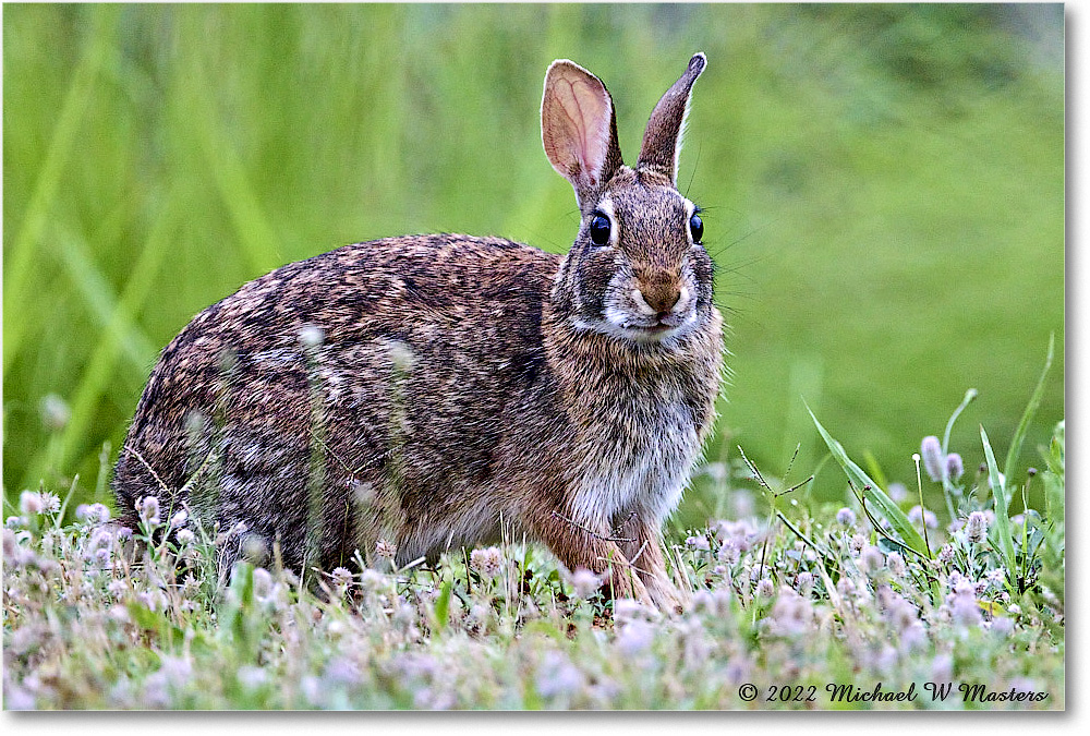 Rabbit_ChincoNWR_2022Jun_R5A06092 copy