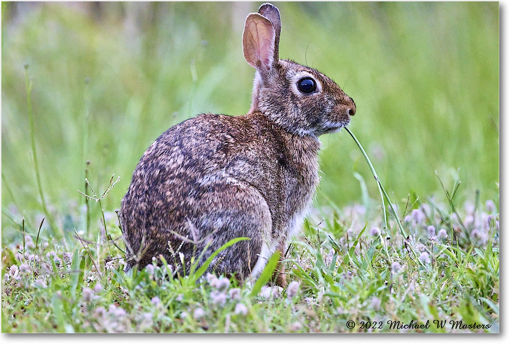 Rabbit_ChincoNWR_2022Jun_R5A06102 copy