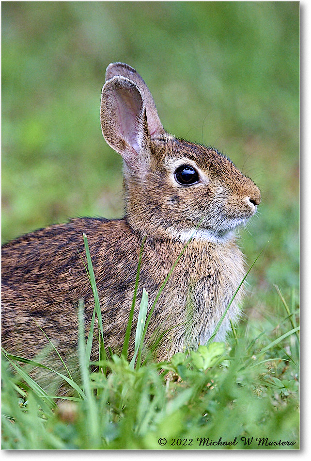 Rabbit_ChincoNWR_2022Jun_R5A06160 copy