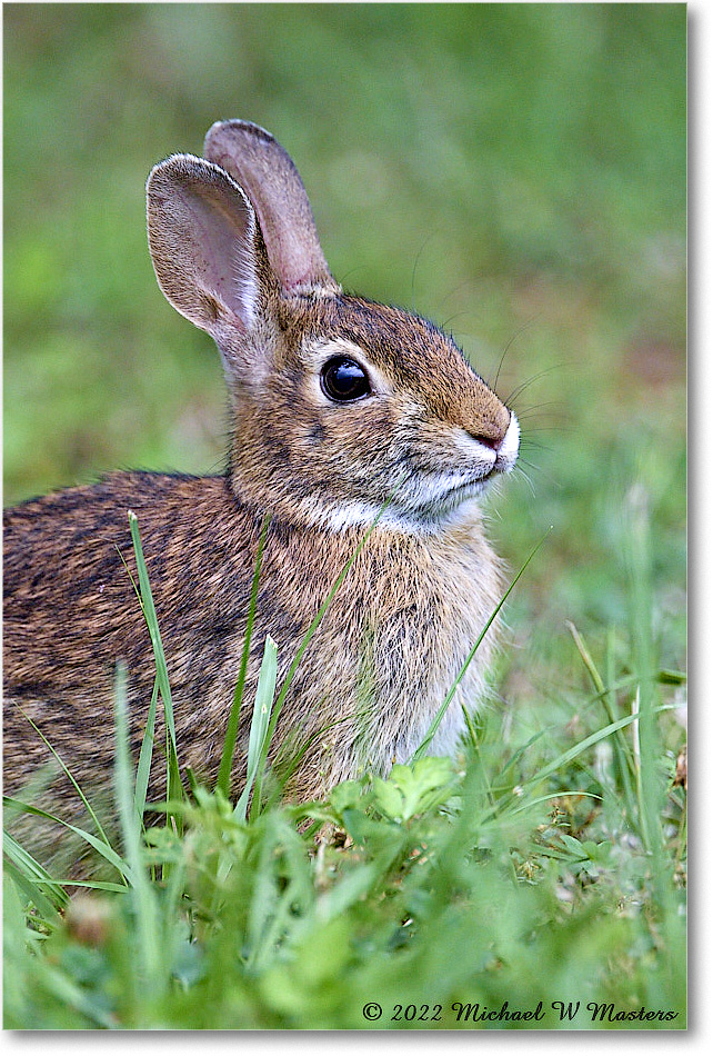 Rabbit_ChincoNWR_2022Jun_R5A06163 copy