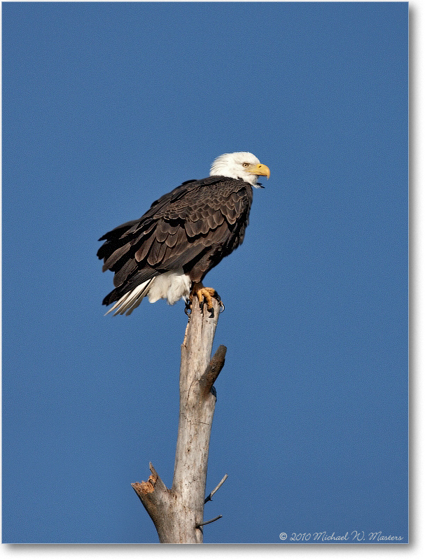 BaldEagle_ChincoNWR_2010Nov_S3A3224(Remove)