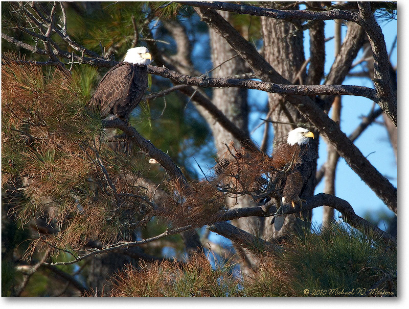 BaldEagles_ChincoNWR_2010Nov_S3A2834