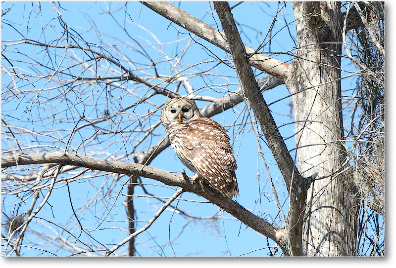 BarredOwl-CentralFL-2011Feb_D4A2795 copy
