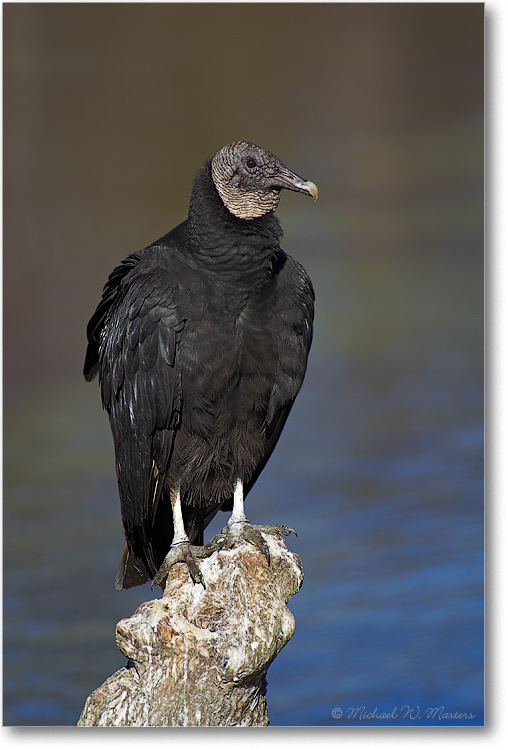 BlackVulture_WakullaSpringsFL_2006Jan_D2_Y2F7540