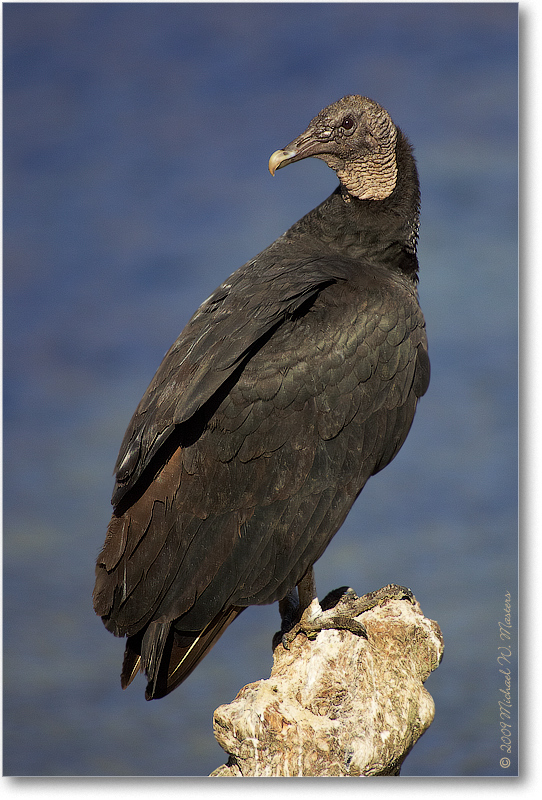 BlackVulture_WakullaSpringsFL_2006Jan_D2_Y2F7548
