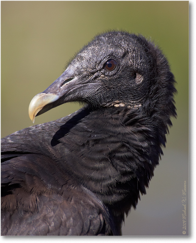 BlackVulture_WakullaSpringsFL_2006Jan_D2_Y2F7570