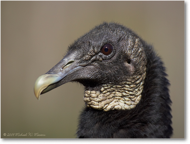 BlackVulture_WakullaSpringsFL_2006Jan_D2_Y2F7588