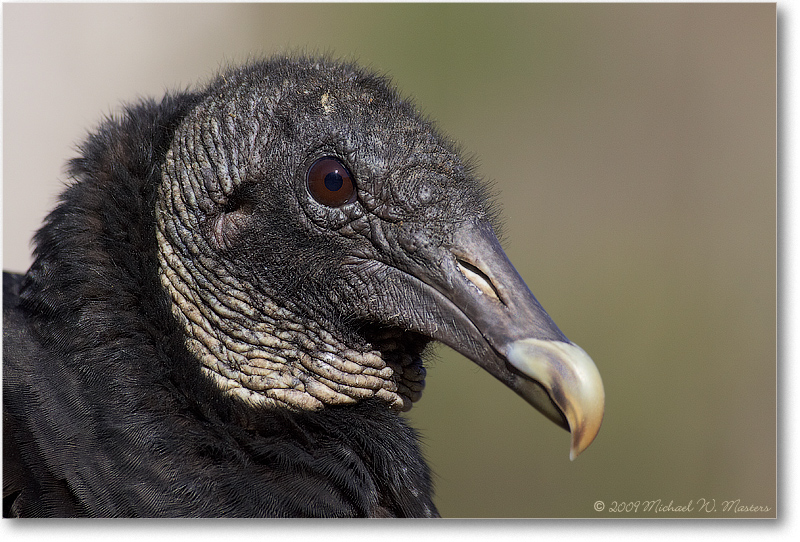 BlackVulture_WakullaSpringsFL_2006Jan_D2_Y2F7600