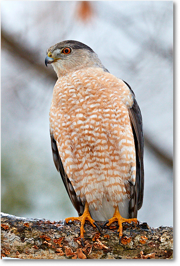CoopersHawk_Virginia_2017Mar_3DXA2914-copy