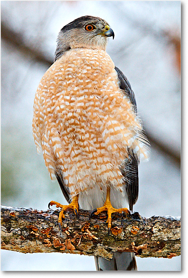 CoopersHawk_Virginia_2017March_3DXA2951 copy
