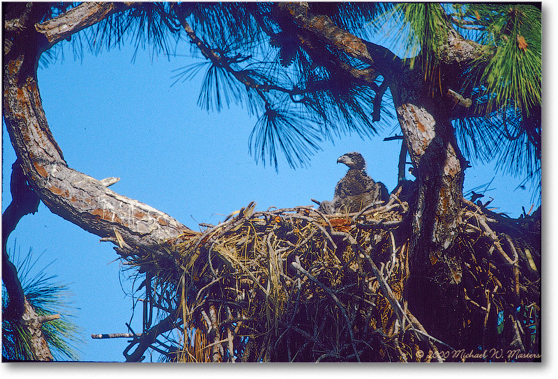 EagleNest-CapeCoral-2000Mar-17H7