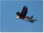 BaldEagle-ChincoNWR-2012Nov_D4C0753 copy