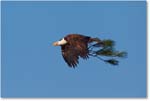 BaldEagle-ChincoNWR-2012Nov_D4C0755 copy