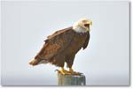 BaldEagle-JoeOverstreetRdFL-2011Feb_S3A6472