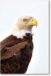 BaldEagle-JoeOverstreetRdFL-2011Feb_S3A6538