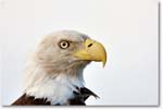 BaldEagle-JoeOverstreetRdFL-2011Feb_S3A6583