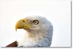 BaldEagle-JoeOverstreetRdFL-2011Feb_S3A6587