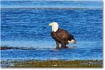 BaldEagle_ChincoNWR-wll_2006Nov_E0K8357 copy