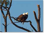 BaldEagles-ChincoNWR-2012Nov_D4C0462 copy