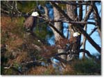 BaldEagles_ChincoNWR_2010Nov_S3A2834