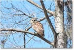 BarredOwl-CentralFL-2011Feb_D4A2795 copy