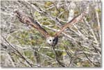 BarredOwl-CentralFL-2011Feb_D4A2819