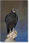 BlackVulture_WakullaSpringsFL_2006Jan_D2_Y2F7540