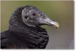 BlackVulture_WakullaSpringsFL_2006Jan_D2_Y2F7567