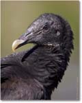 BlackVulture_WakullaSpringsFL_2006Jan_D2_Y2F7570