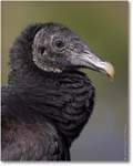 BlackVulture_WakullaSpringsFL_2006Jan_D2_Y2F7573