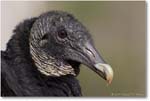 BlackVulture_WakullaSpringsFL_2006Jan_D2_Y2F7600