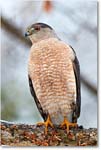 CoopersHawk_Virginia_2017Mar_3DXA2914-copy