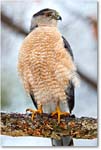 CoopersHawk_Virginia_2017March_3DXA2951 copy