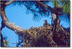 EagleNest-CapeCoral-2000Mar-17H7