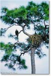 EagleTree-CapeCoral-2000Mar-36V7