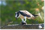 Osprey&Fish_ChincoNWR_2004May_1FFT4502 copy