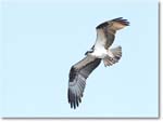 Osprey-CentralFL-2011Feb_D4A2881