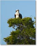 Osprey-Perched_1FFT4646
