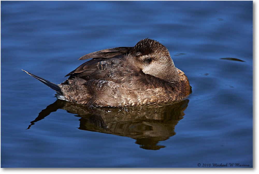 RuddyDuck_ChincoNWR-ea_2010Nov_S3A3677 copy