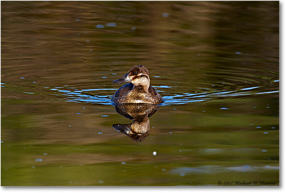 RuddyDuck_ChincoNWR-wll_2007Nov_E0K1984 copy