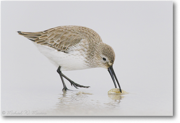Dunlin-Barnegat-E0K1016