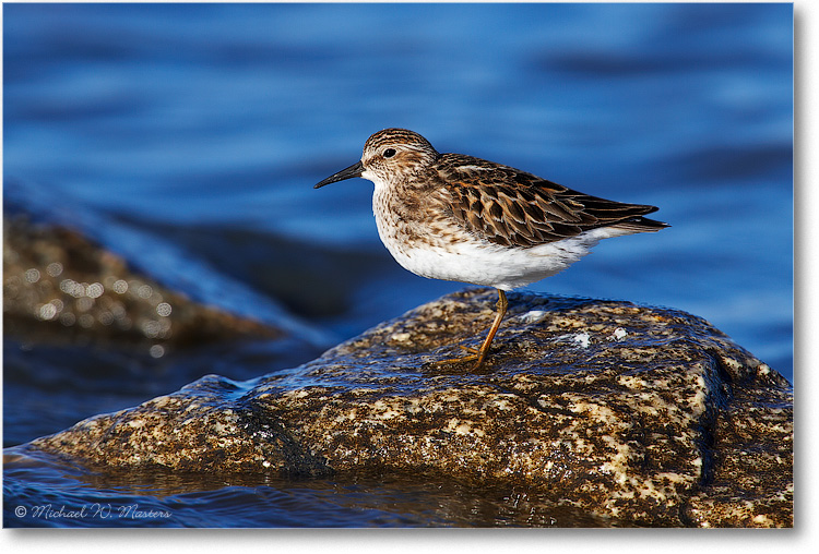 LeastSandpiper_E0K0279