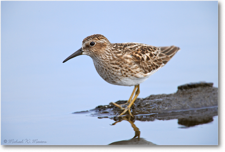 LeastSandpiper_E0K0561
