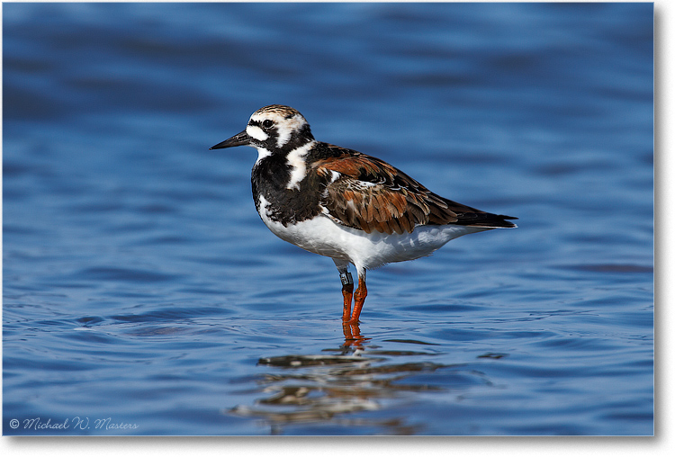Ruddy-Turnstone_E0K9884